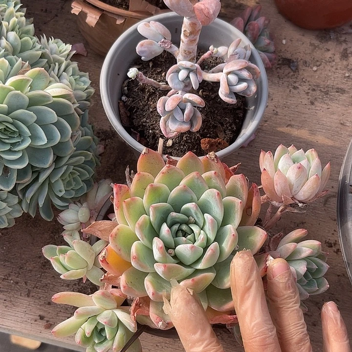 用***6两单包邮，一物一拍，不售后