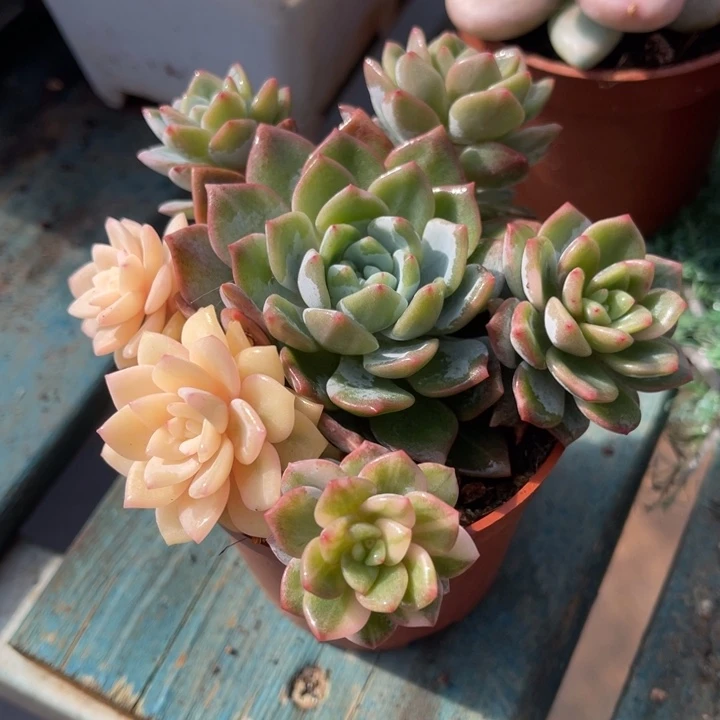 秋可园艺 梦之雪锦捧花 拉丝