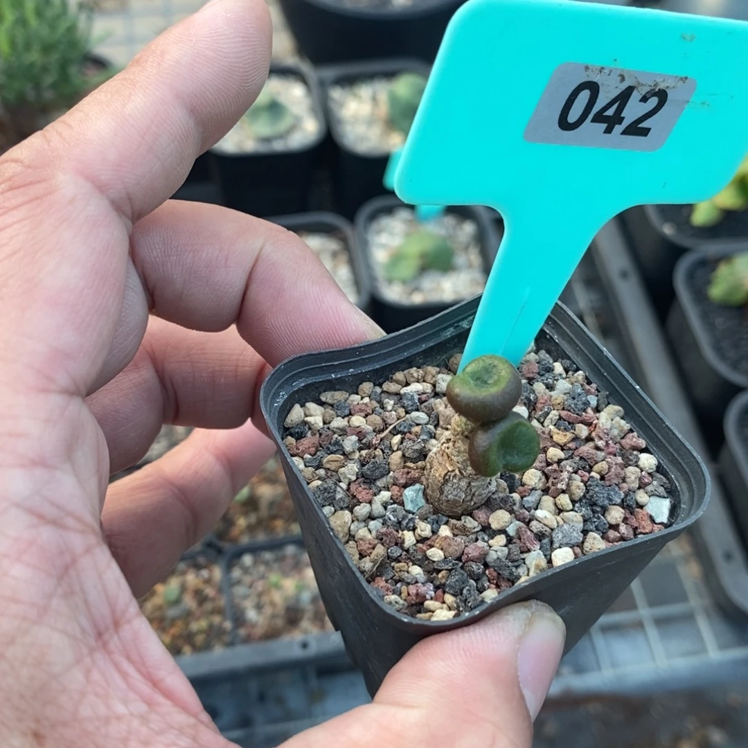 欧宝多肉植物一个多肉