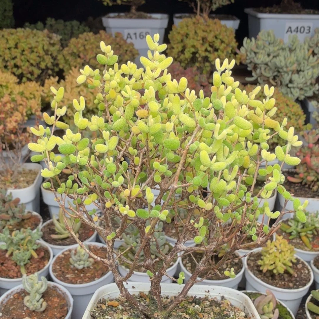 A450糖球黄金枝干