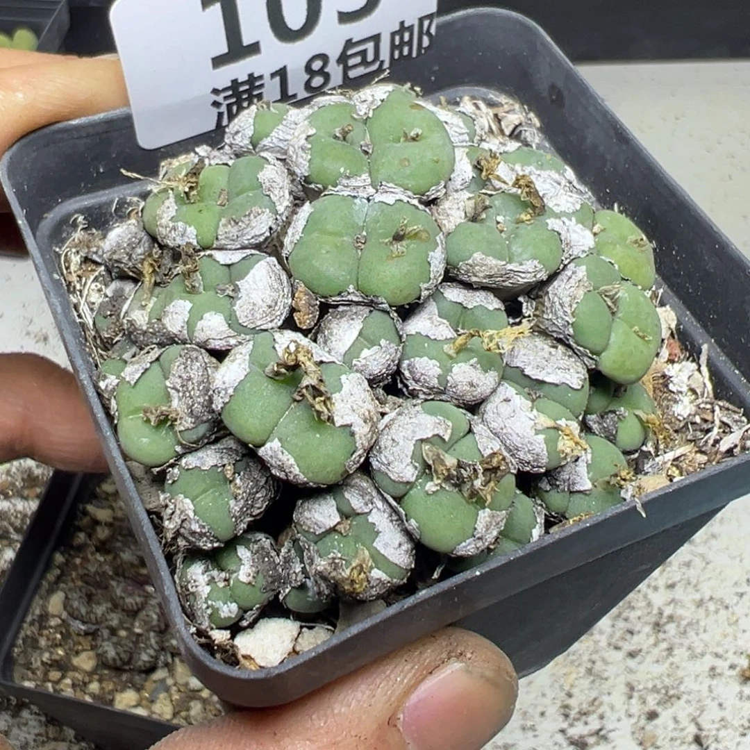 【闪购商品】 103。