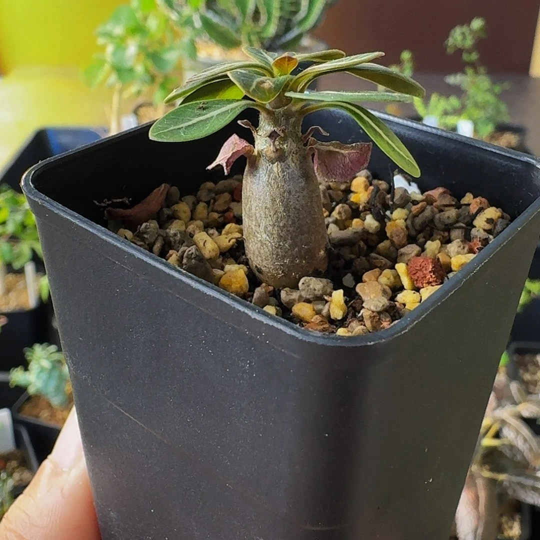 特价 实生索科特拉沙漠玫瑰带盆土包邮