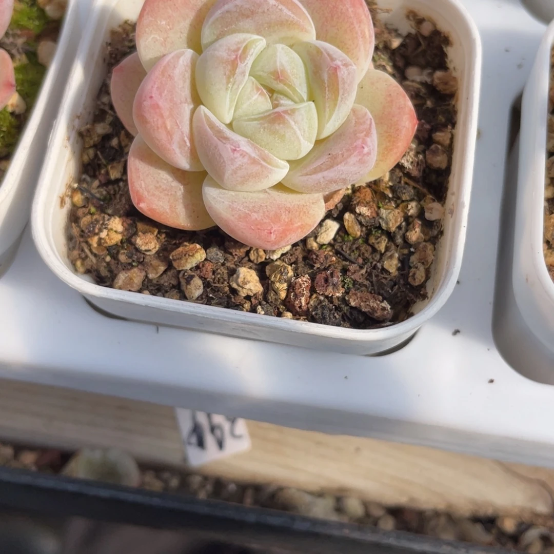 1470奶油冰玉开播福利