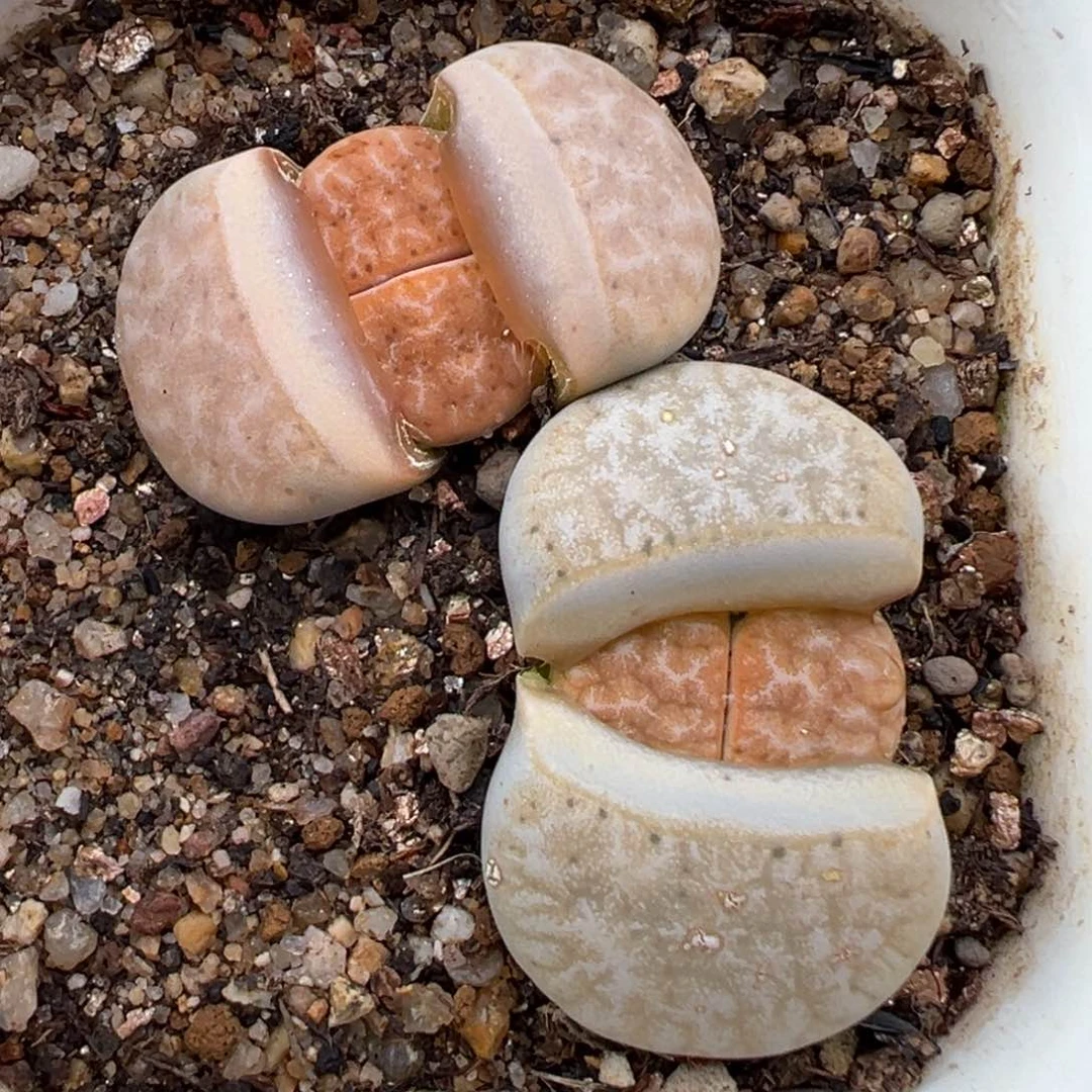 2.2好看的多肉a029