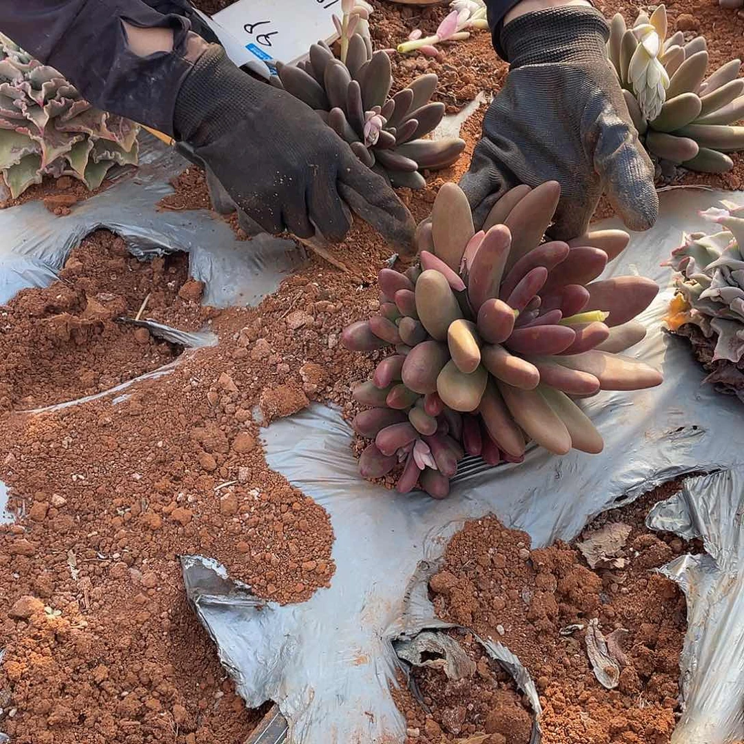 l****39 糖果一物一拍多肉