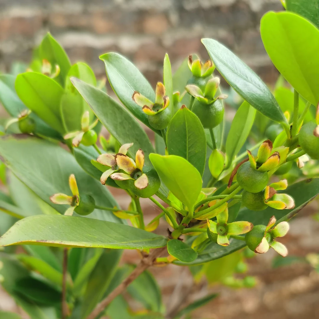 巴西品种盆栽地栽绿植巴西红果树阳台庭院楼顶南北都可种植