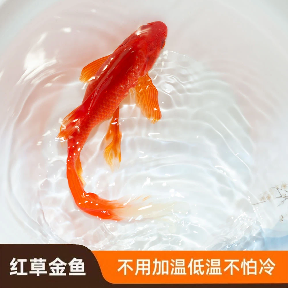 3-5厘米精品火焰红草金鱼25条冷水观赏鱼好养耐活新手鱼渔场直发