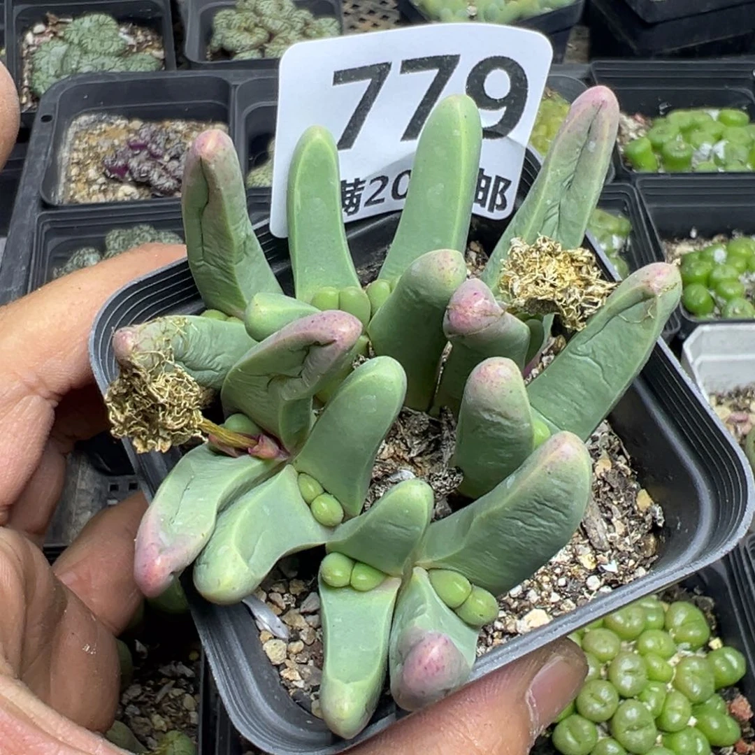 【闪购商品】 779。