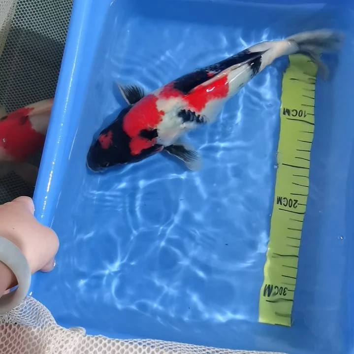 锦鲤昭和三色锦鲤一条