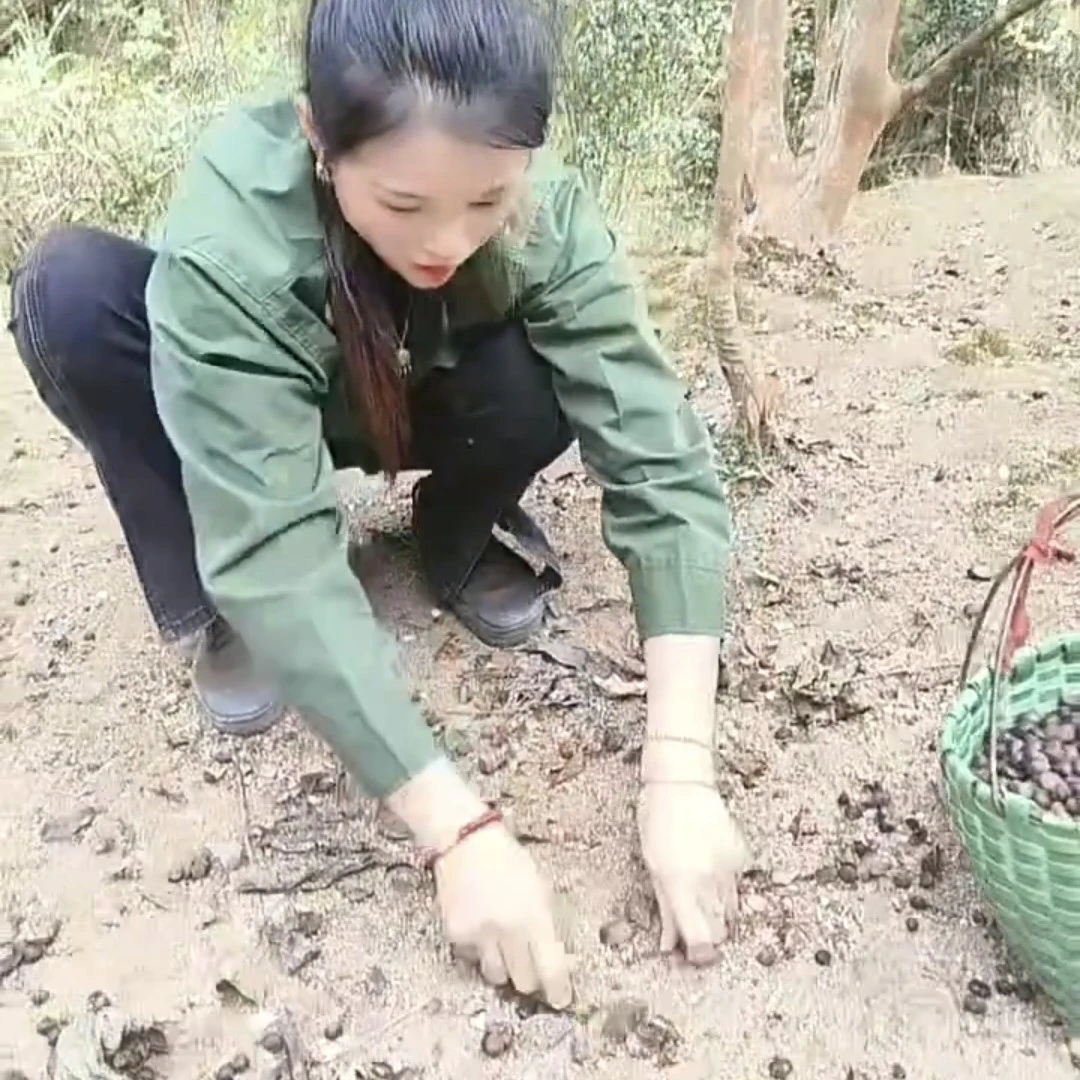 尖峰野生小籽捡子山茶油
