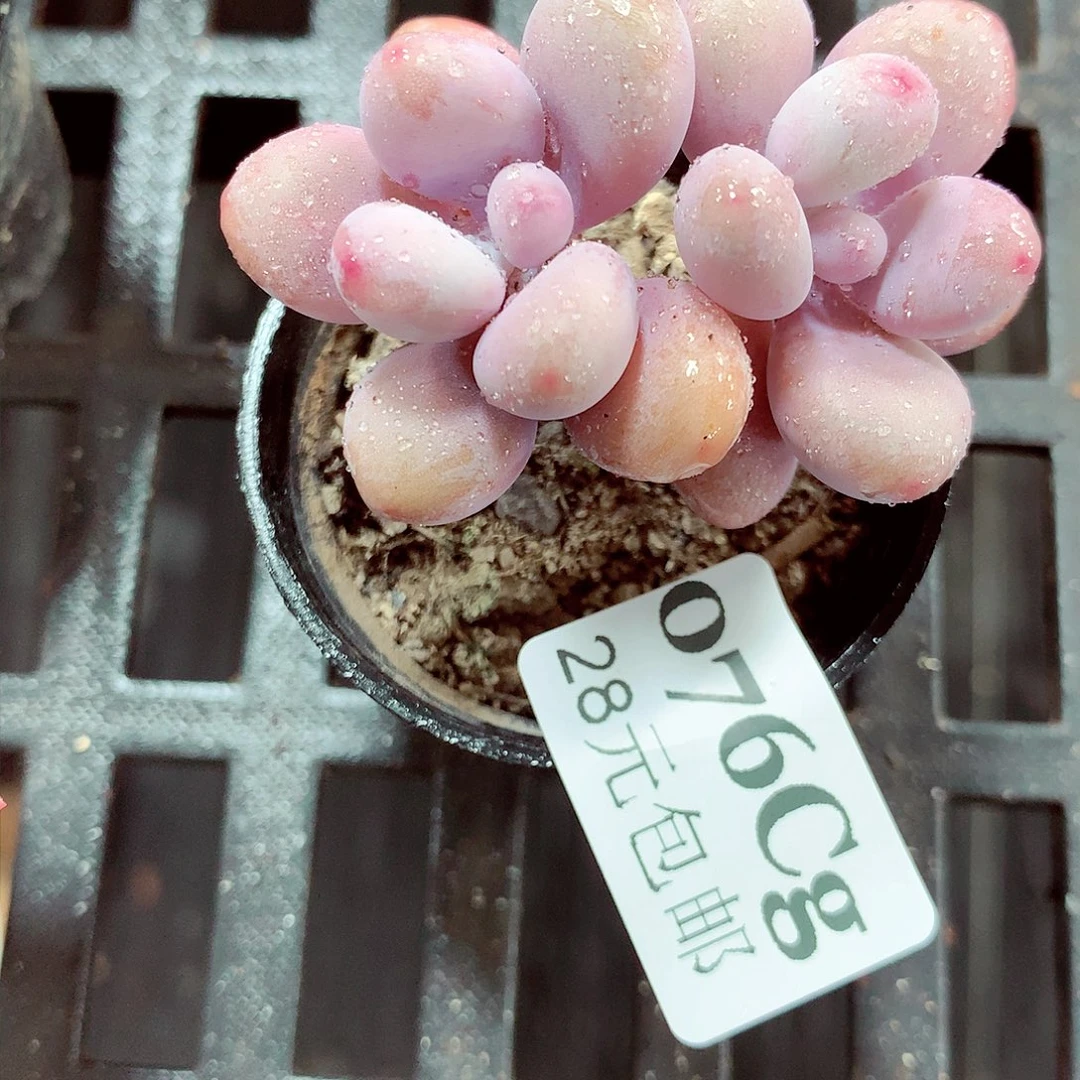 5厘米盆精控多肉076