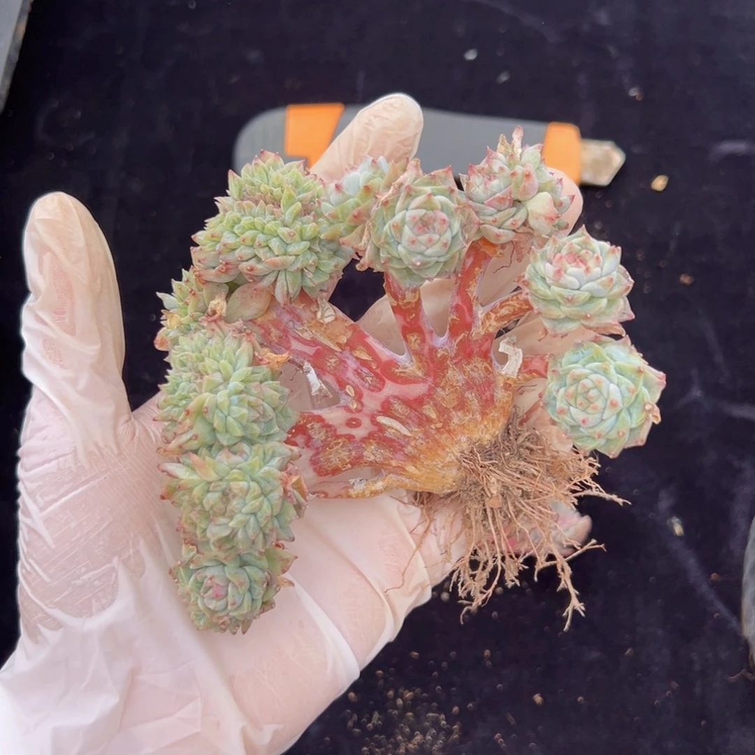 糯****?新年快乐 新年快乐 新年快乐 新年快乐