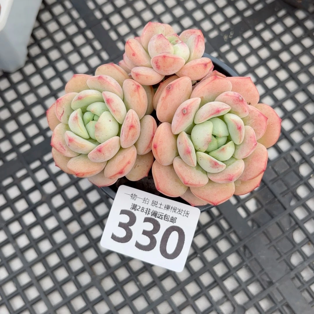 香草老桩无盆土发货