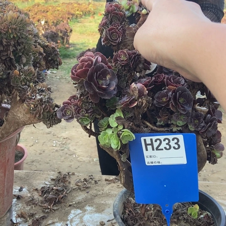 静***好233欧紫缀化老桩老桩