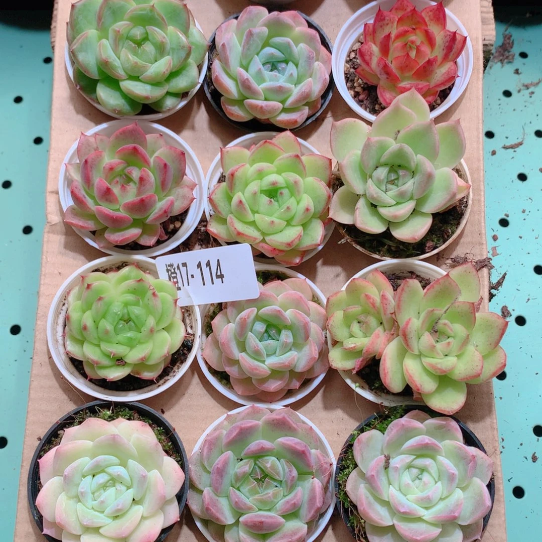 17-114一物一拍多肉带盆18颗