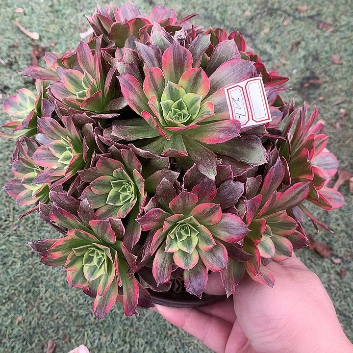 216安娜锦多肉植物