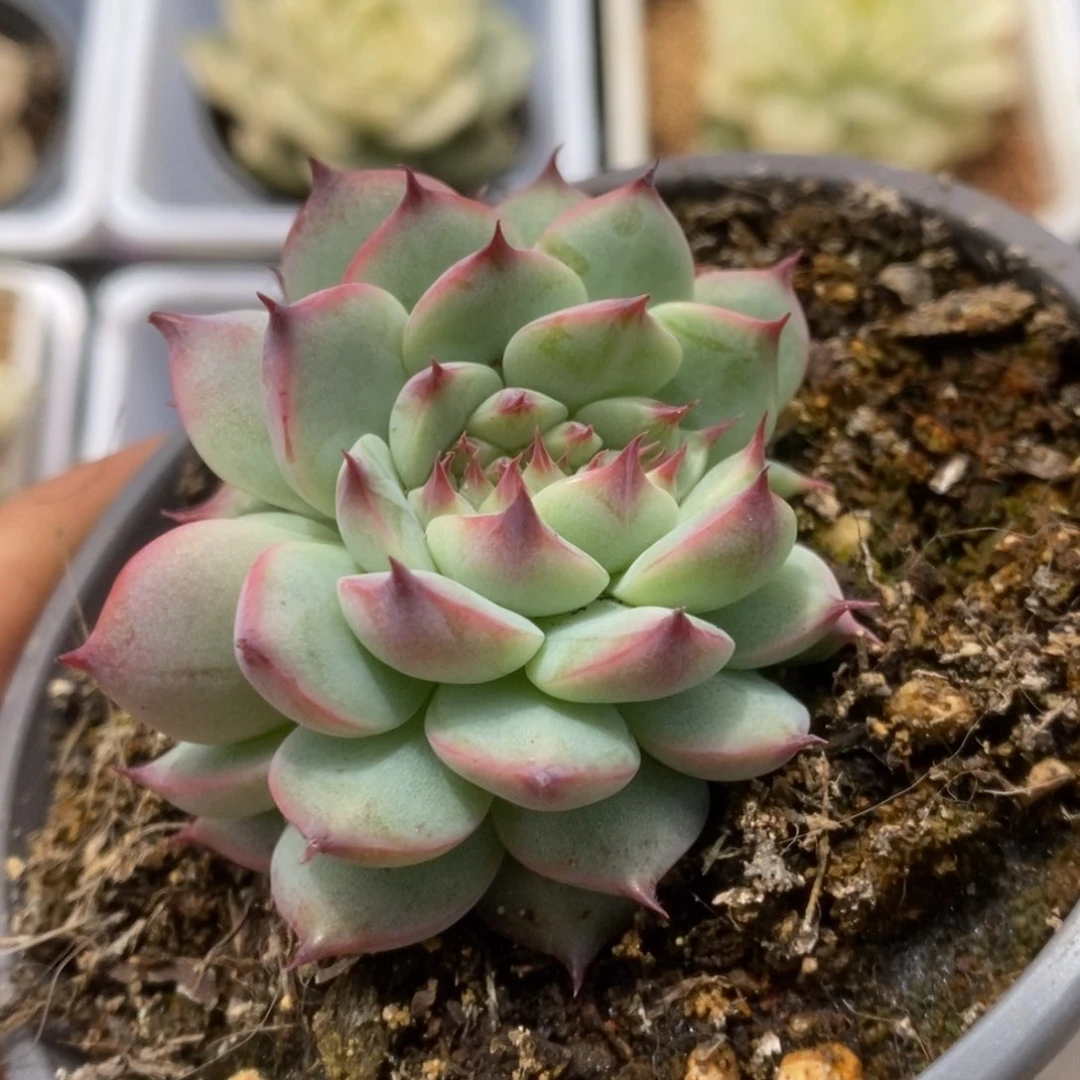 417吉娃娃少锦锦锦锦锦