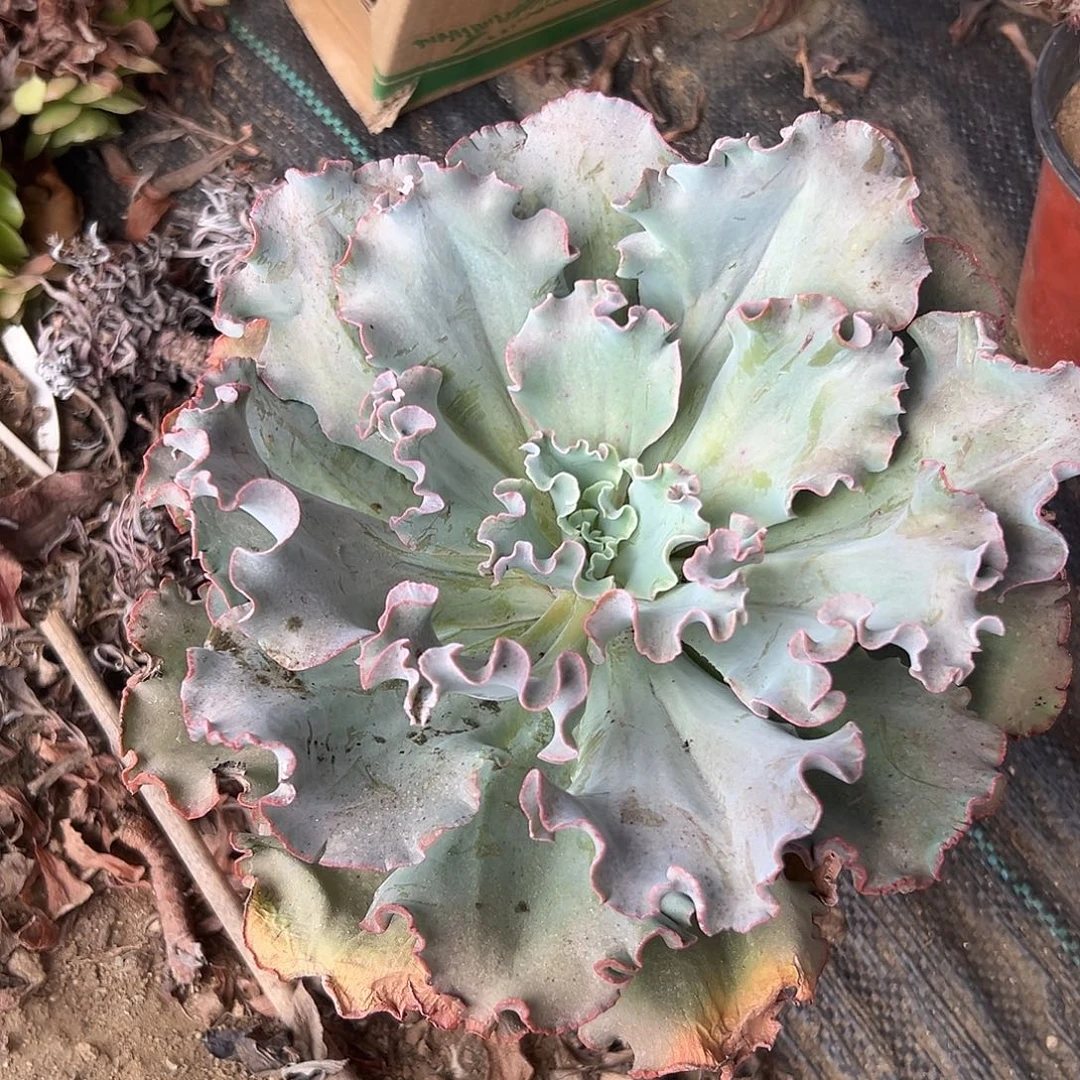 多肉植物多肉植物