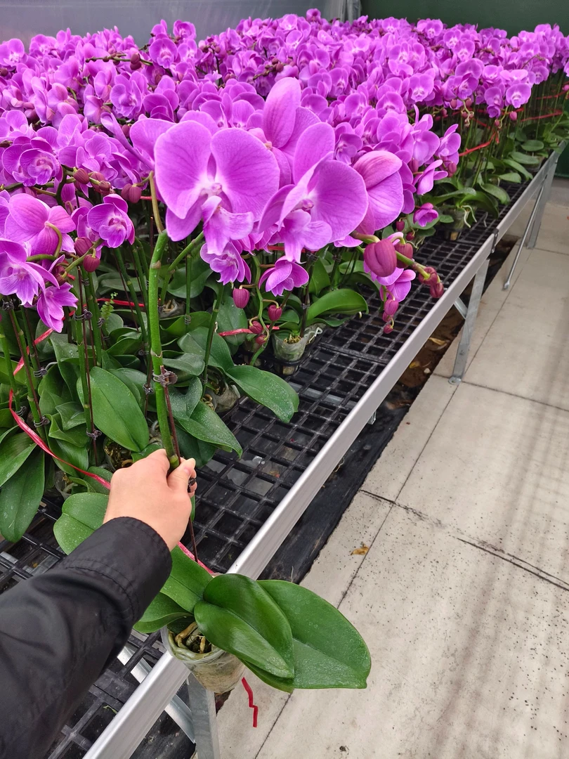 蝴蝶兰【浪漫.】花苗盆栽带花剑花苞客厅室内四季好养观赏花卉