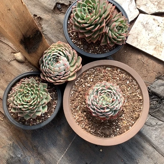 简****9美肉特价活动开始啦