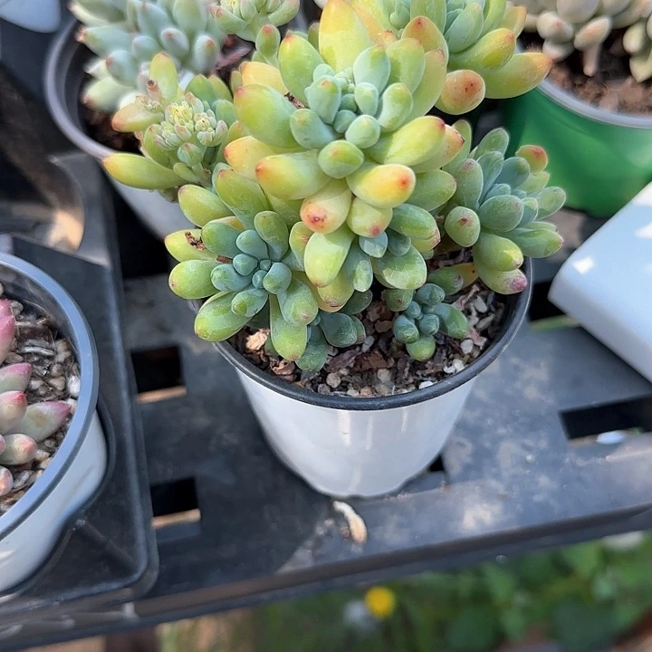 青蛙王子儿童牙膏111