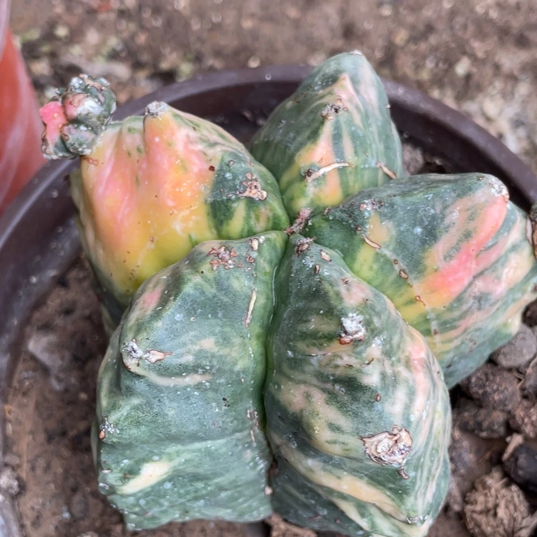 无花朵自根鸾凤玉锦3号