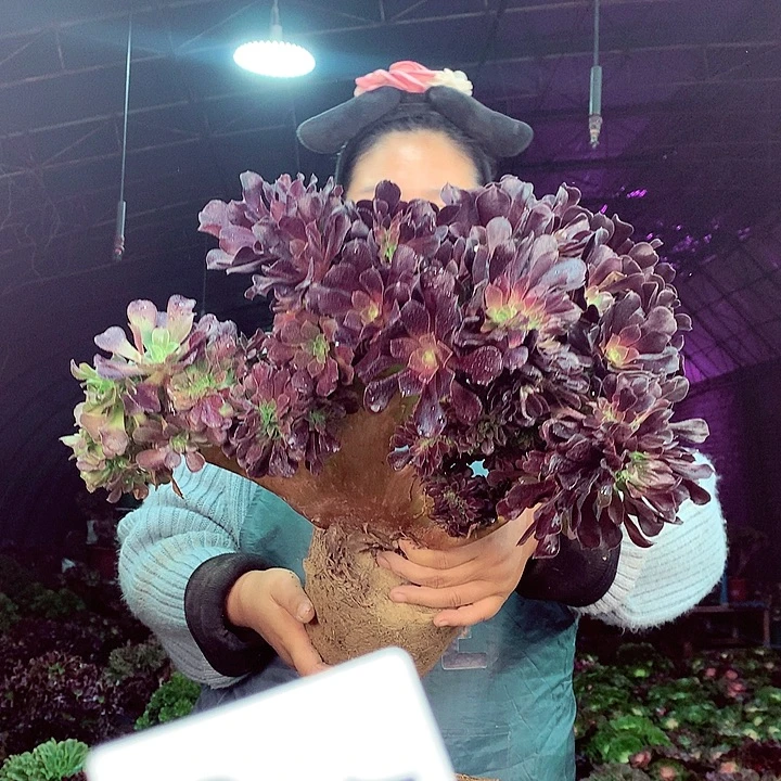 柒柒精品多肉脱土发货不包断侧枝S207