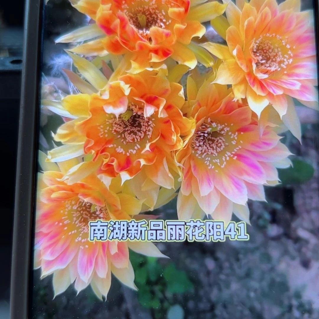 下18丽花阳41歪侧芽4公分左右20包邮