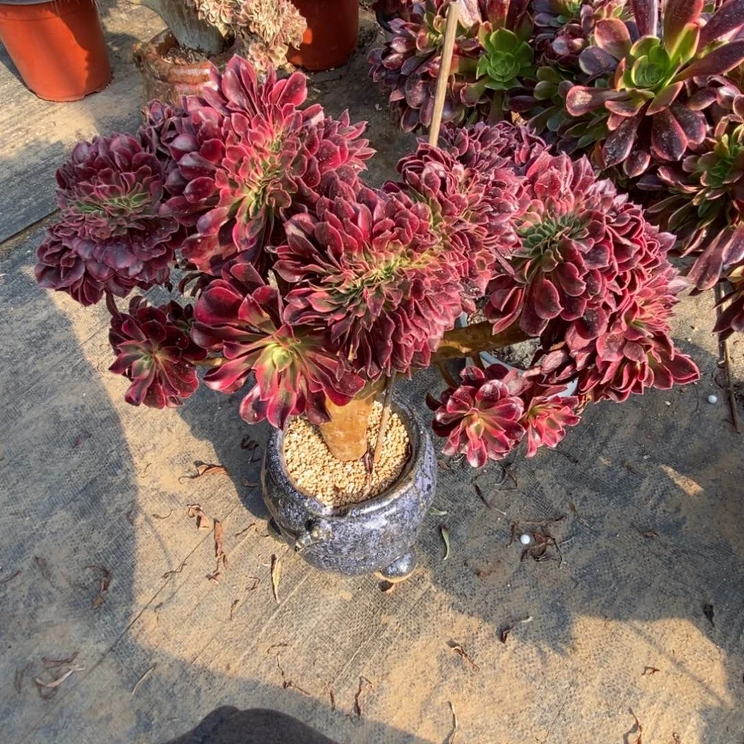 美杜莎缀化老庄缀化