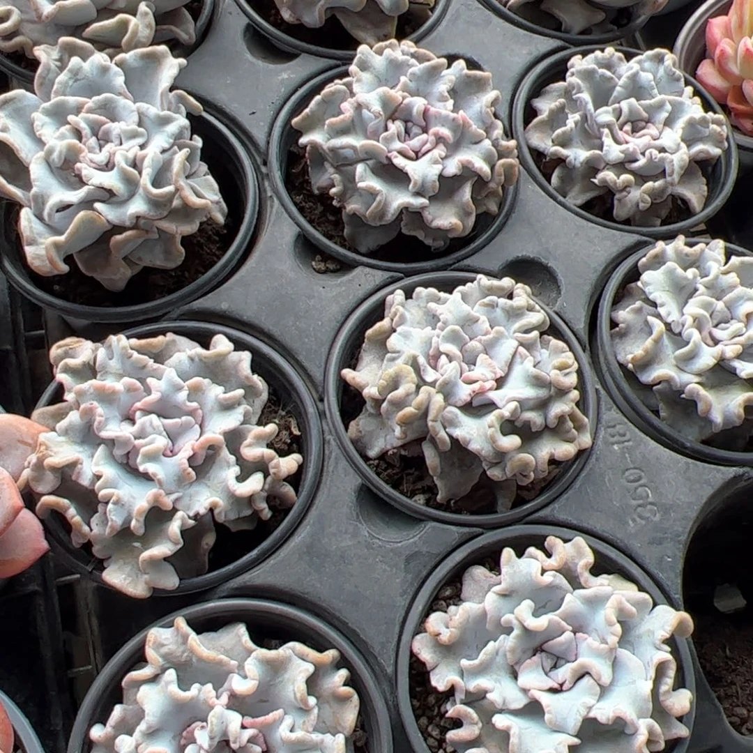 新疆包邮 芭蕾舞者