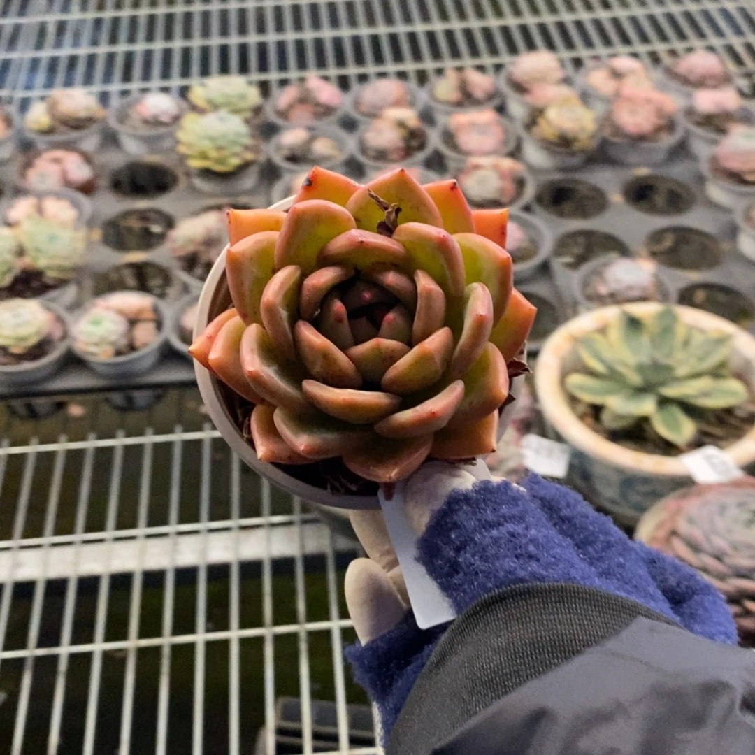 4298血斑香槟一物一拍