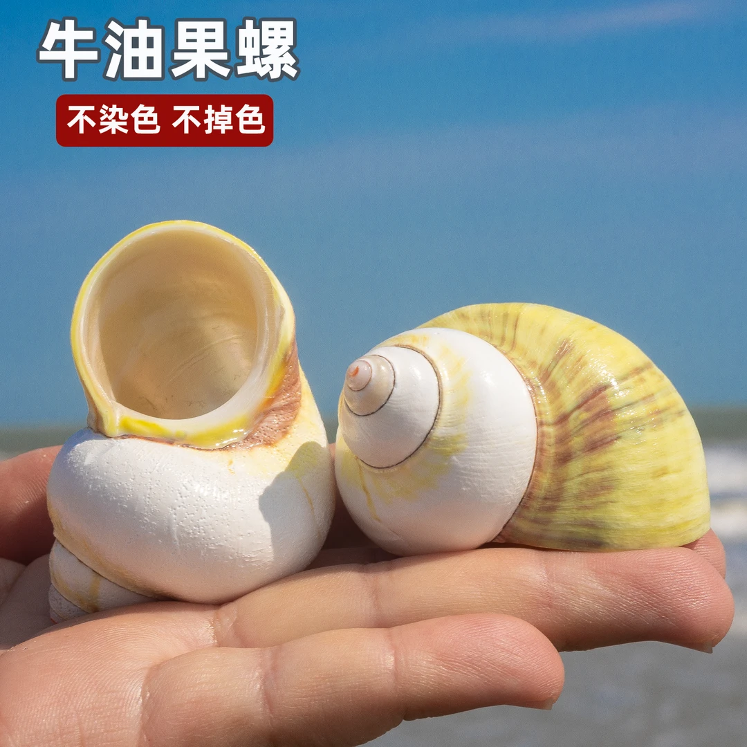 天然海螺贝壳牛油果螺寄居蟹替换壳卷贝鱼缸造景家居摆件装饰品