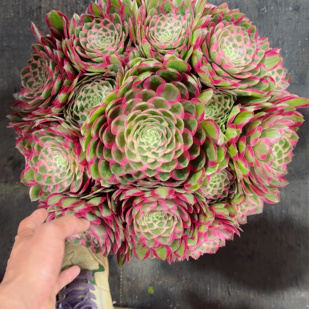 蒙*薇多肉植物发货发货