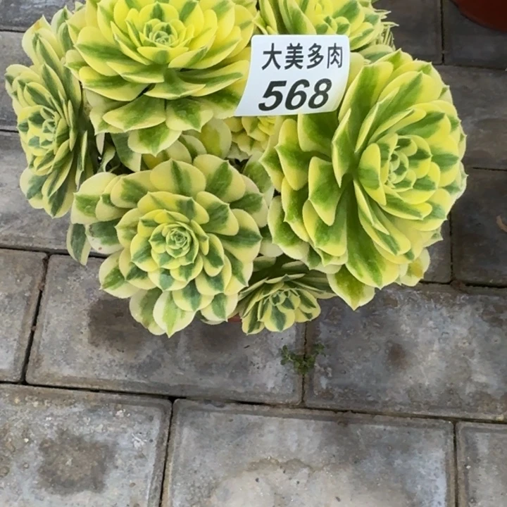 王*迈巴赫丛林568肉肉