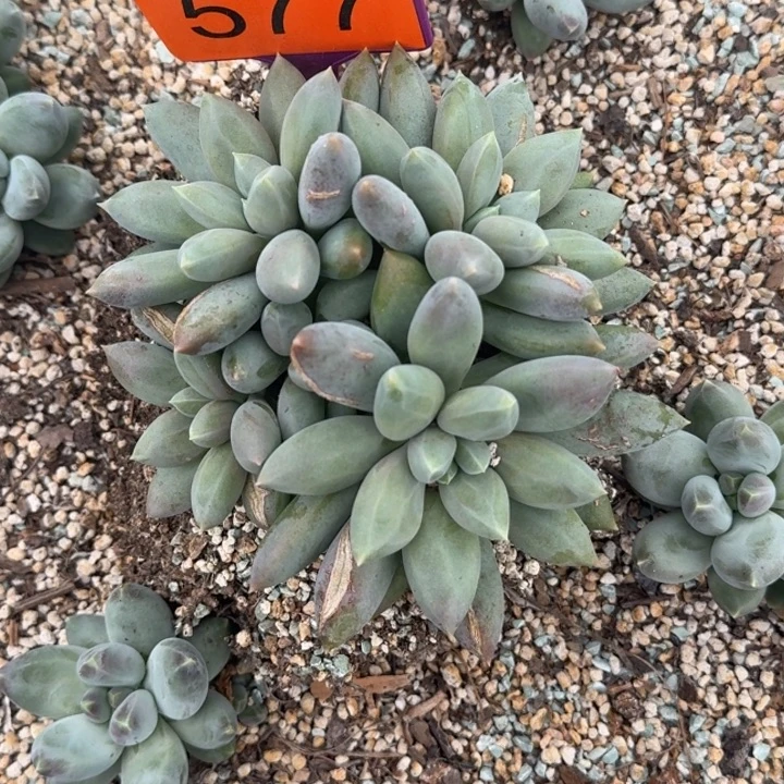 多肉植物海豚体哥特群577