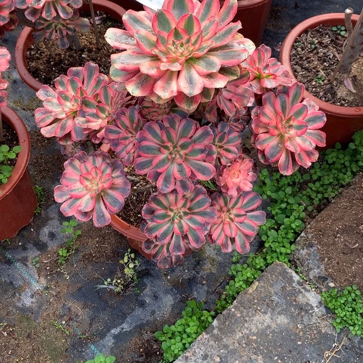 927初恋多肉植物特价