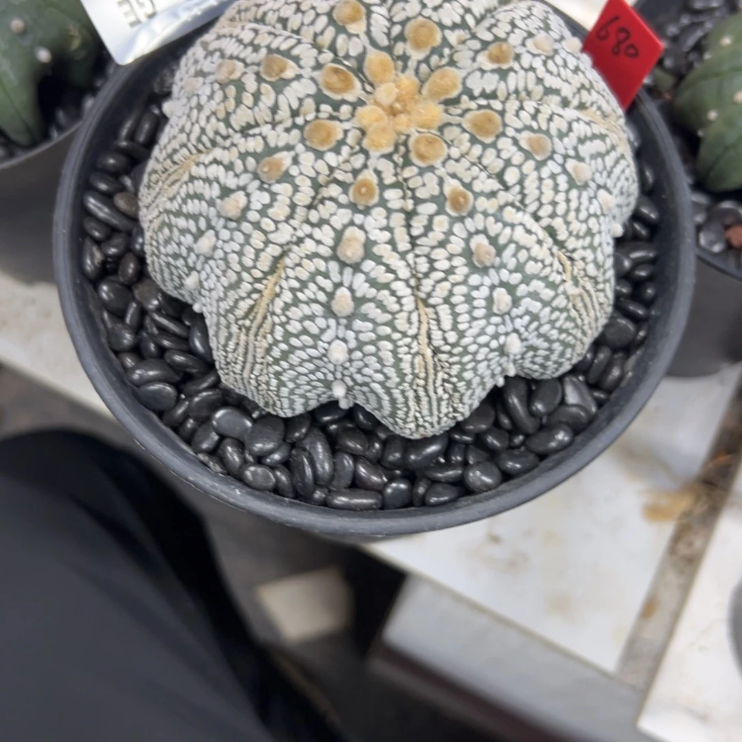 S913号兜仙人球多肉