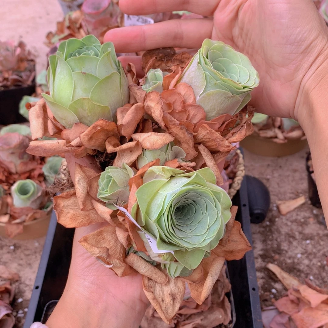 2470福利3颗f g g vvvvv