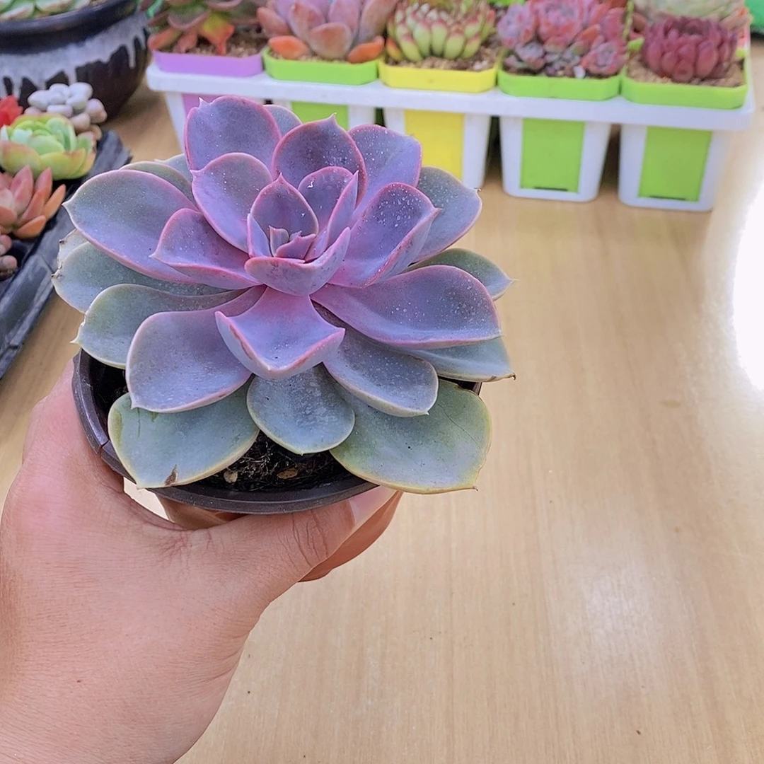 无花朵多肉植物紫珍珠90