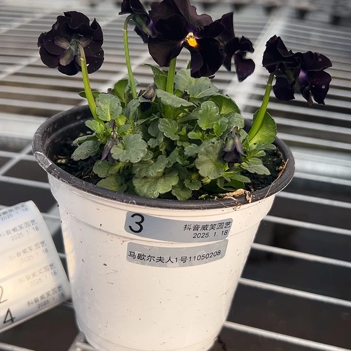 红陶抖音直播闪拍3