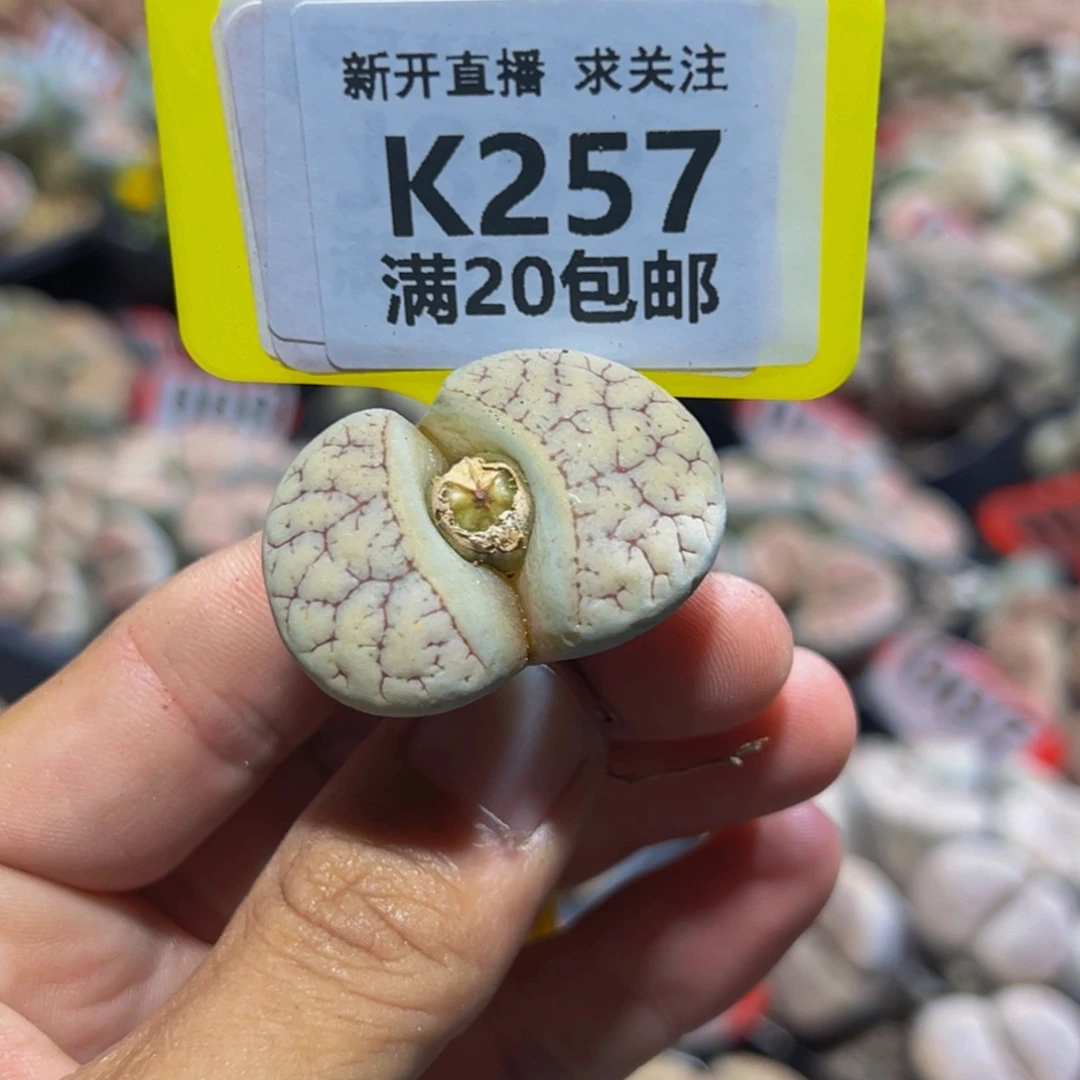 257 生石花大群生一物一拍