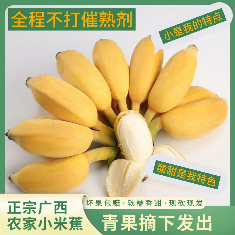正宗广西小米蕉新鲜现摘当季自然熟现摘产地直发广西新鲜小米蕉香