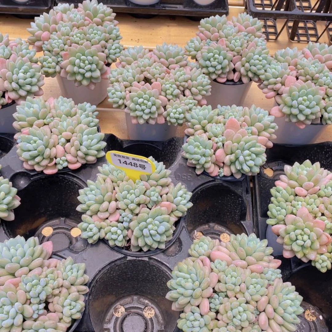 1448号 鱼子酱多头手捧大群生一个