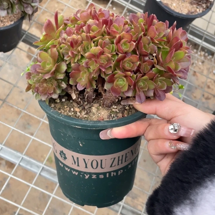 多肉的食物也不一定都可以喝