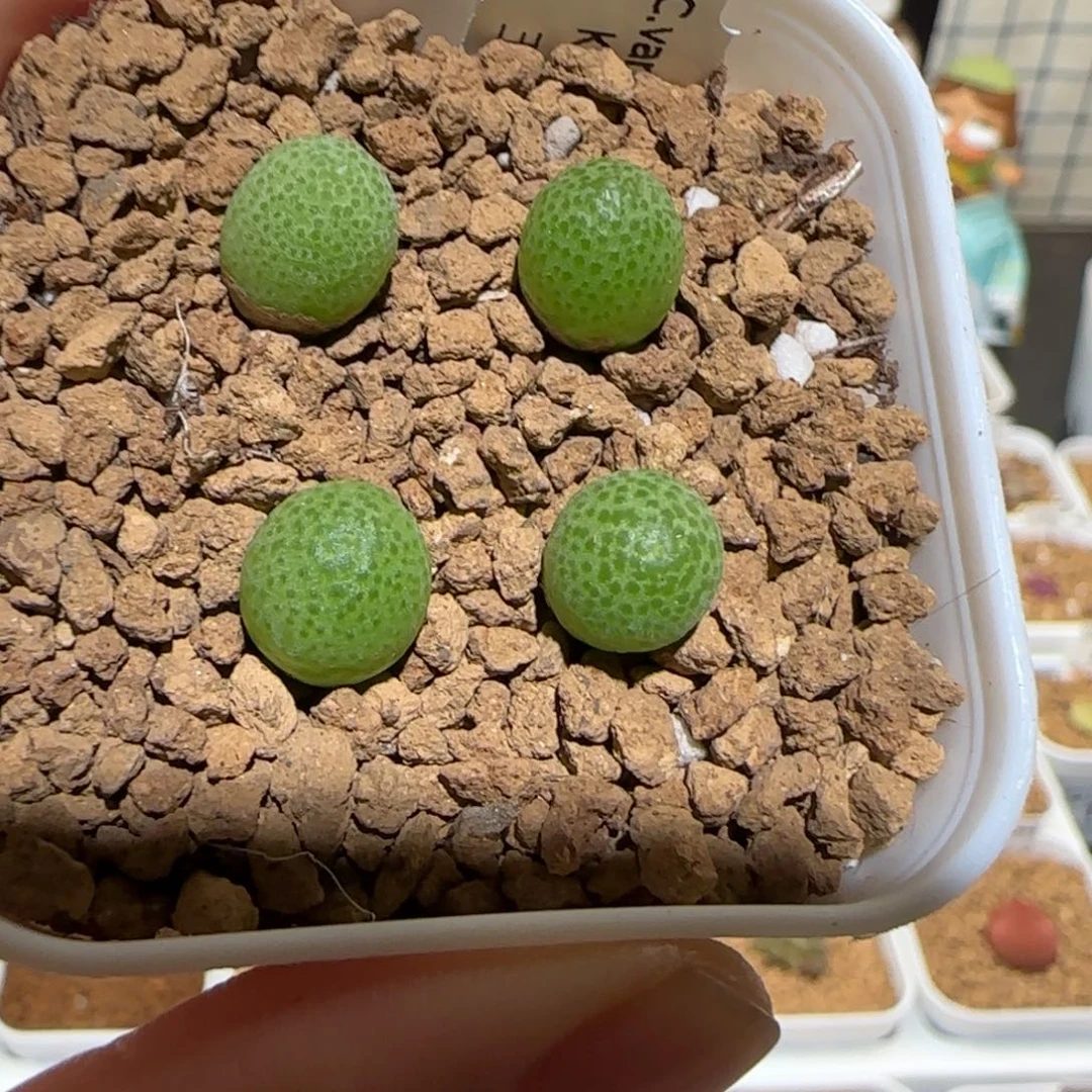 肉锥多肉植物百科-玉米一盆1631