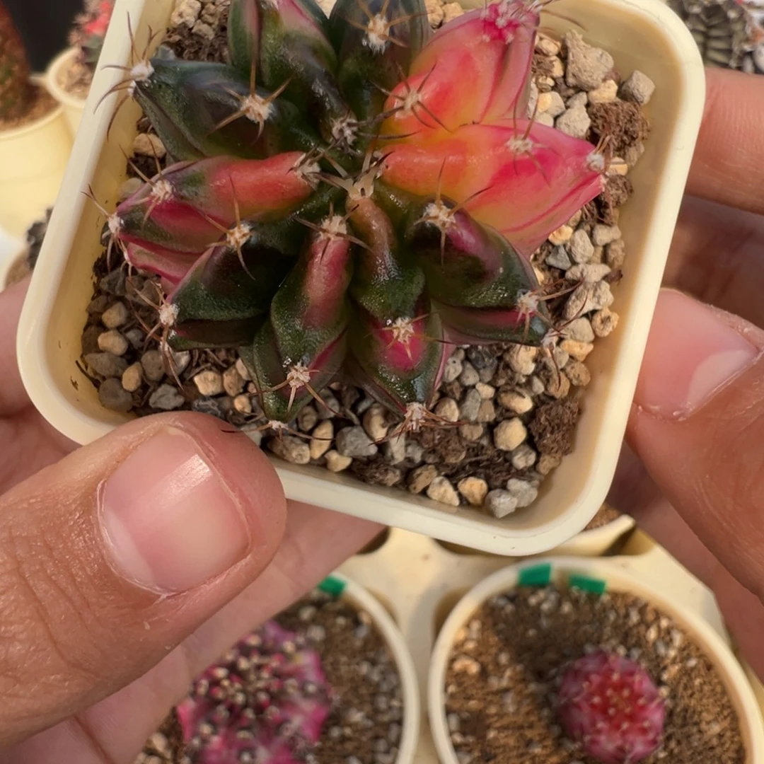 252 好看的米哈冲冲冲