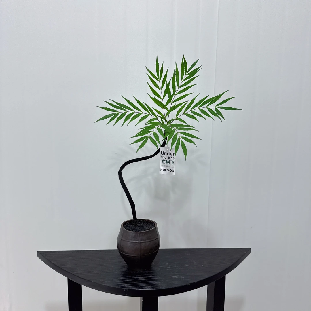 【柳叶十大功劳】羽毛竹叶书房茶室玄关软装绿植造型感植物盆栽