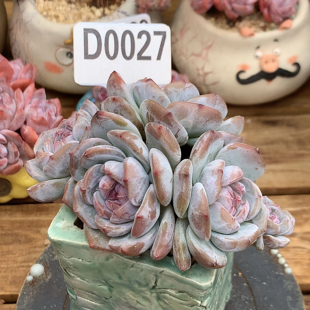D0027 星影石榴籽 不包砍 老桩