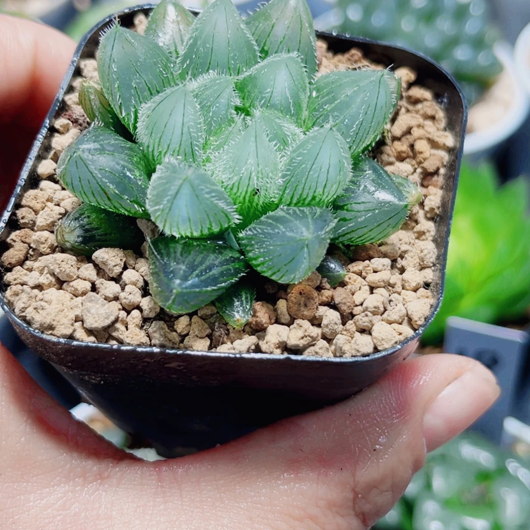 蓝精灵多肉植物6666