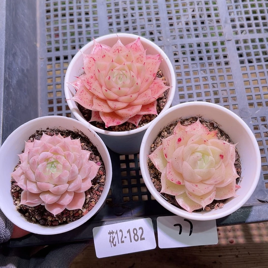 花12-182框拍多肉3颗